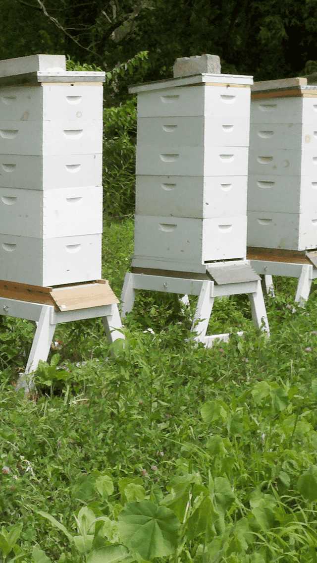 bee-hive-stands-3